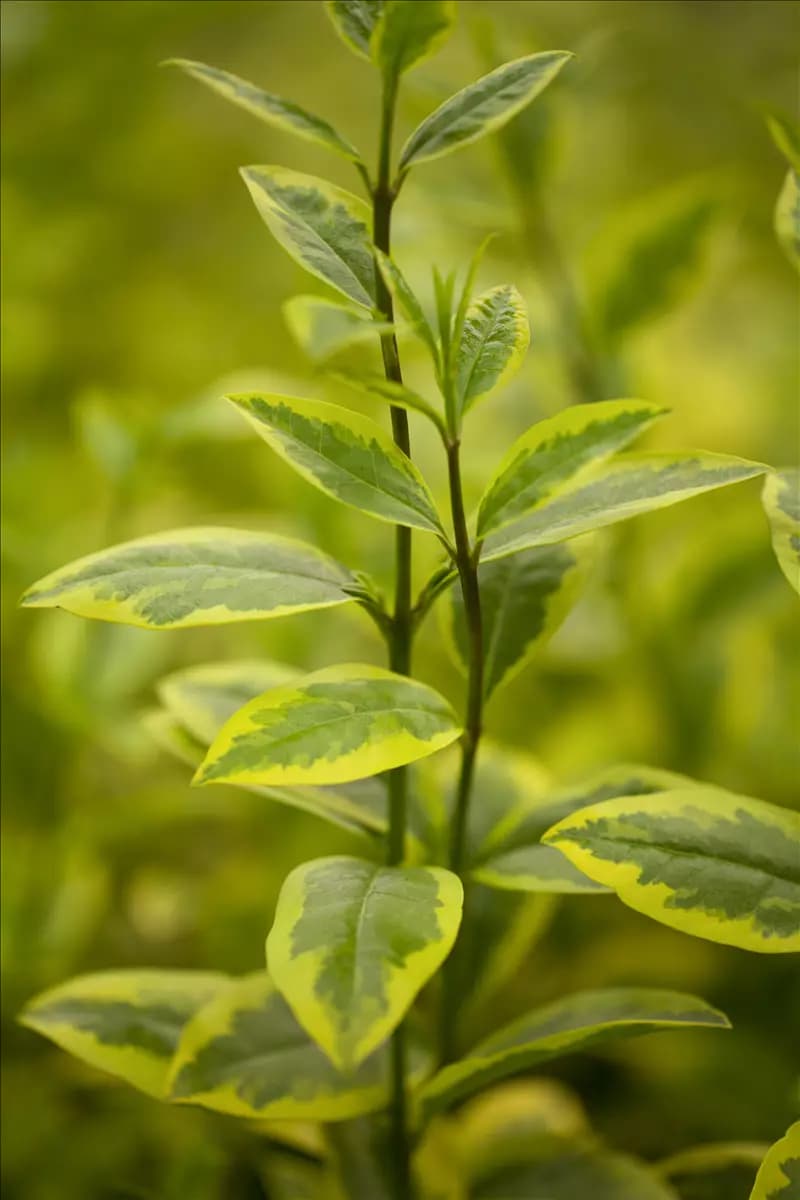 Ligustrum ovalifolium 'Aureum' Goldliguster