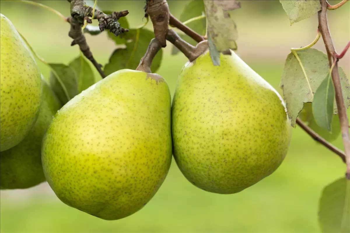 Pyrus com.'Alexander Lucas' CAC Birne 'Alexander Lucas' spät