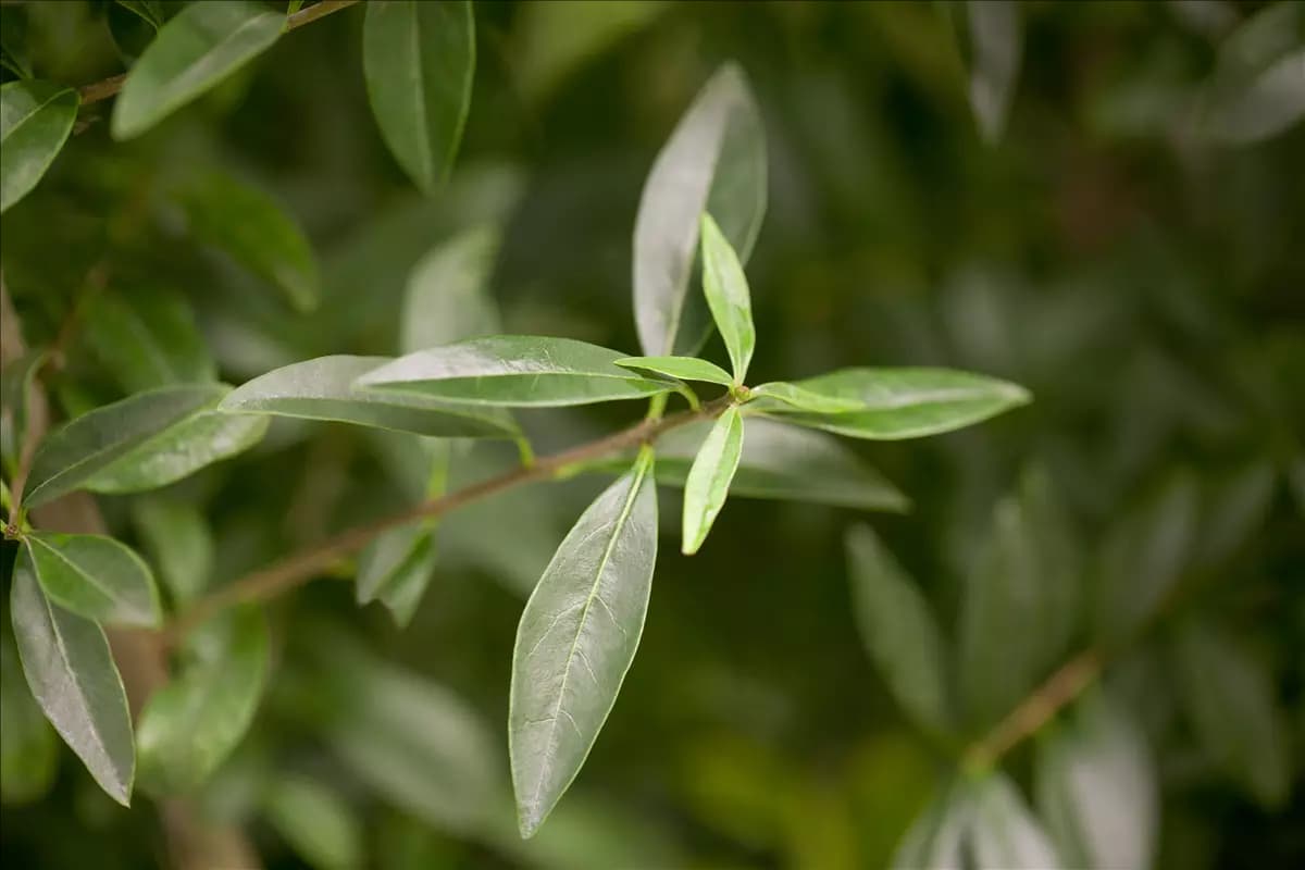 Ligustrum vulgare Gemeiner Liguster