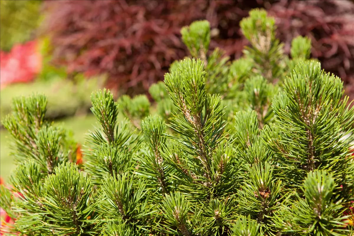 Pinus mugo 'Mumpitz' Berg-Kiefer 'Mumpitz'