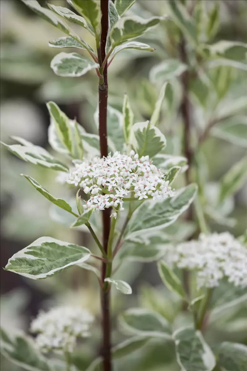 Cornus alba 'Elegantissima' Weißbunter Hartriegel