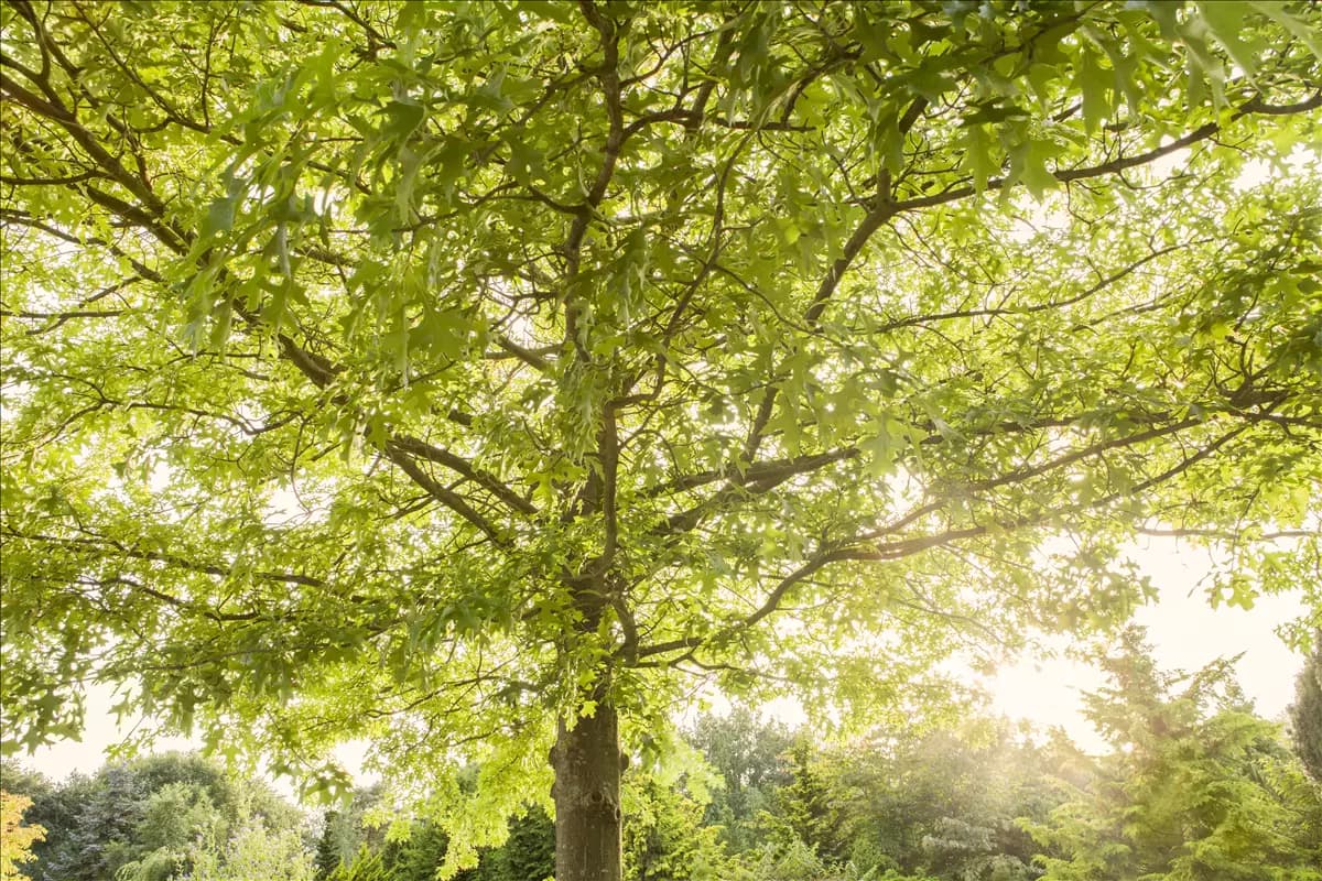 Quercus palustris - Formgehölze Sumpf-Eiche