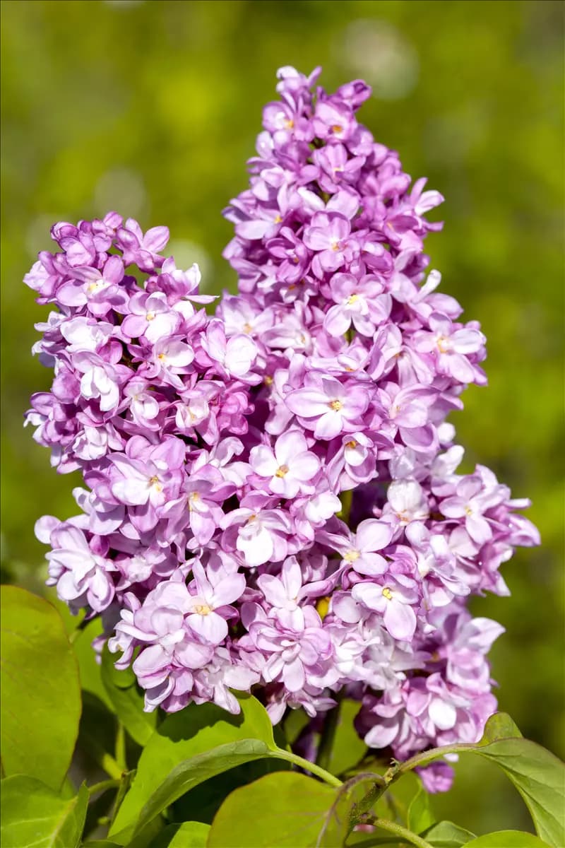 Syringa vulg.'Andenken an Ludwig Späth' - Formgehölze Edelflieder 'Andenken an Ludwig Späth'