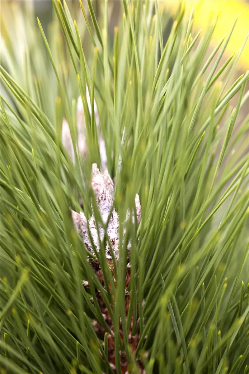 Pinus nigra 'Green Tower' Schwarzkiefer 'Green Tower'