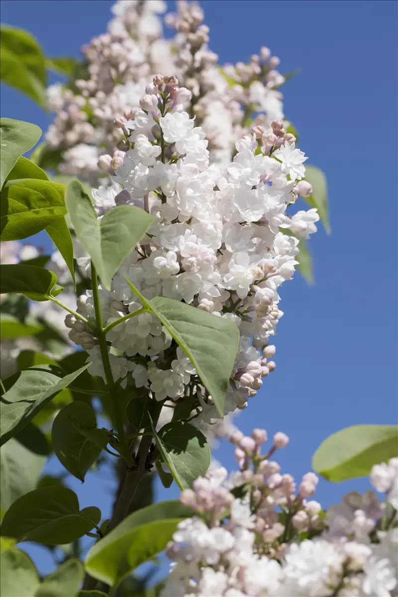 Syringa vulg.'Beauty of Moscow' - Formgehölze Edelflieder
