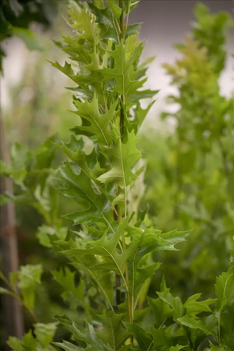 Quercus palustris 'Green Pillar' Sumpfeiche