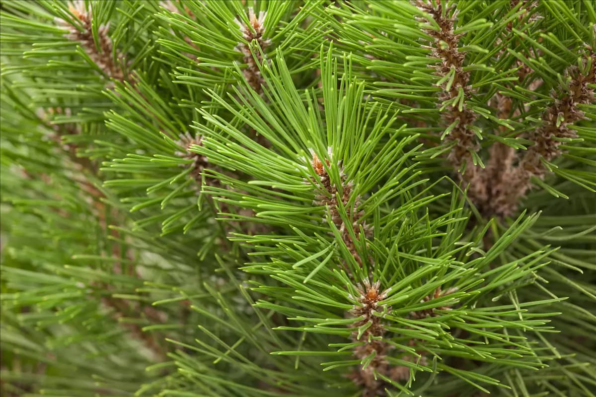 Pinus nigra 'kleiner Turm' Schwarzkiefer 'Komet'