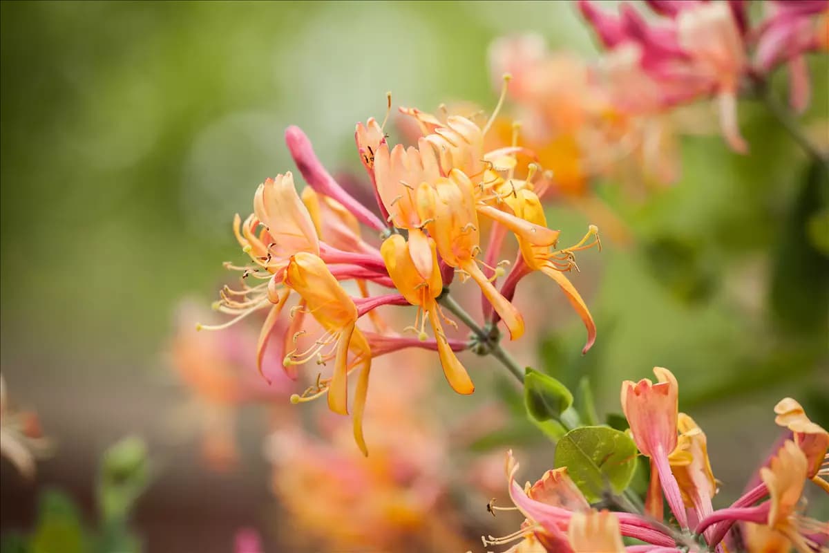 Lonicera heckrottii 'American Beauty' Geißschlinge 'American Beauty'