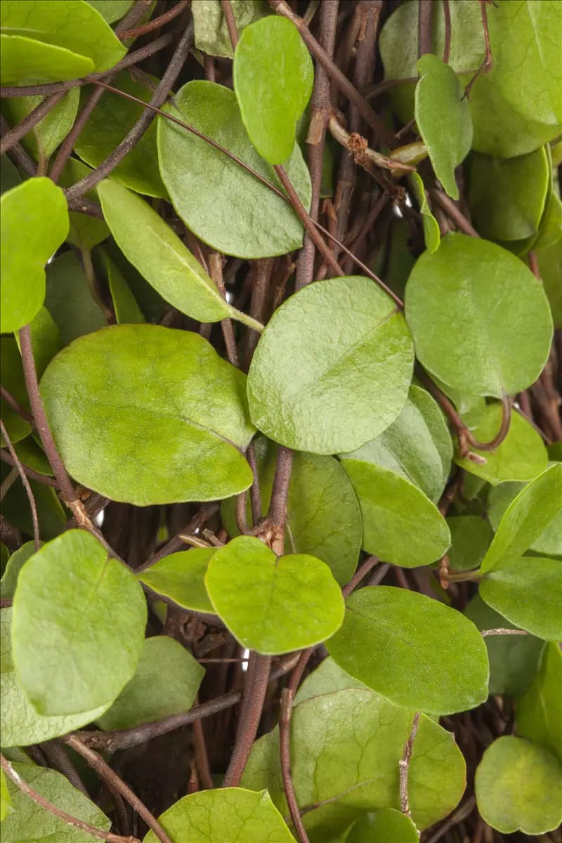 Muehlenbeckia axillaris Teppich-Scheinknöterich