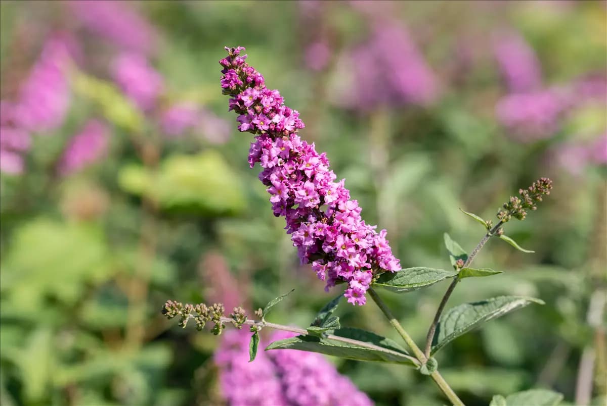 Bäume und Sträucher – die Alternative für Blumen