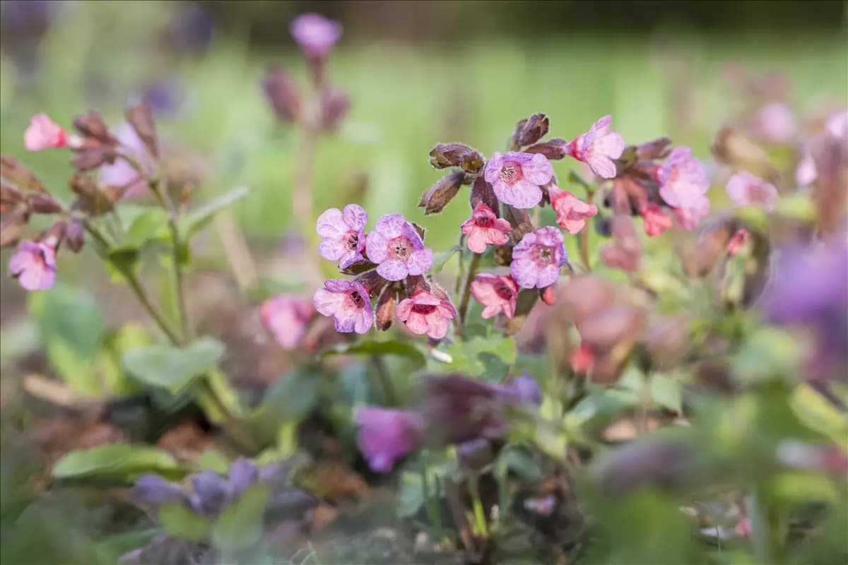 Pulmonaria officinalis Echtes Lungenkraut