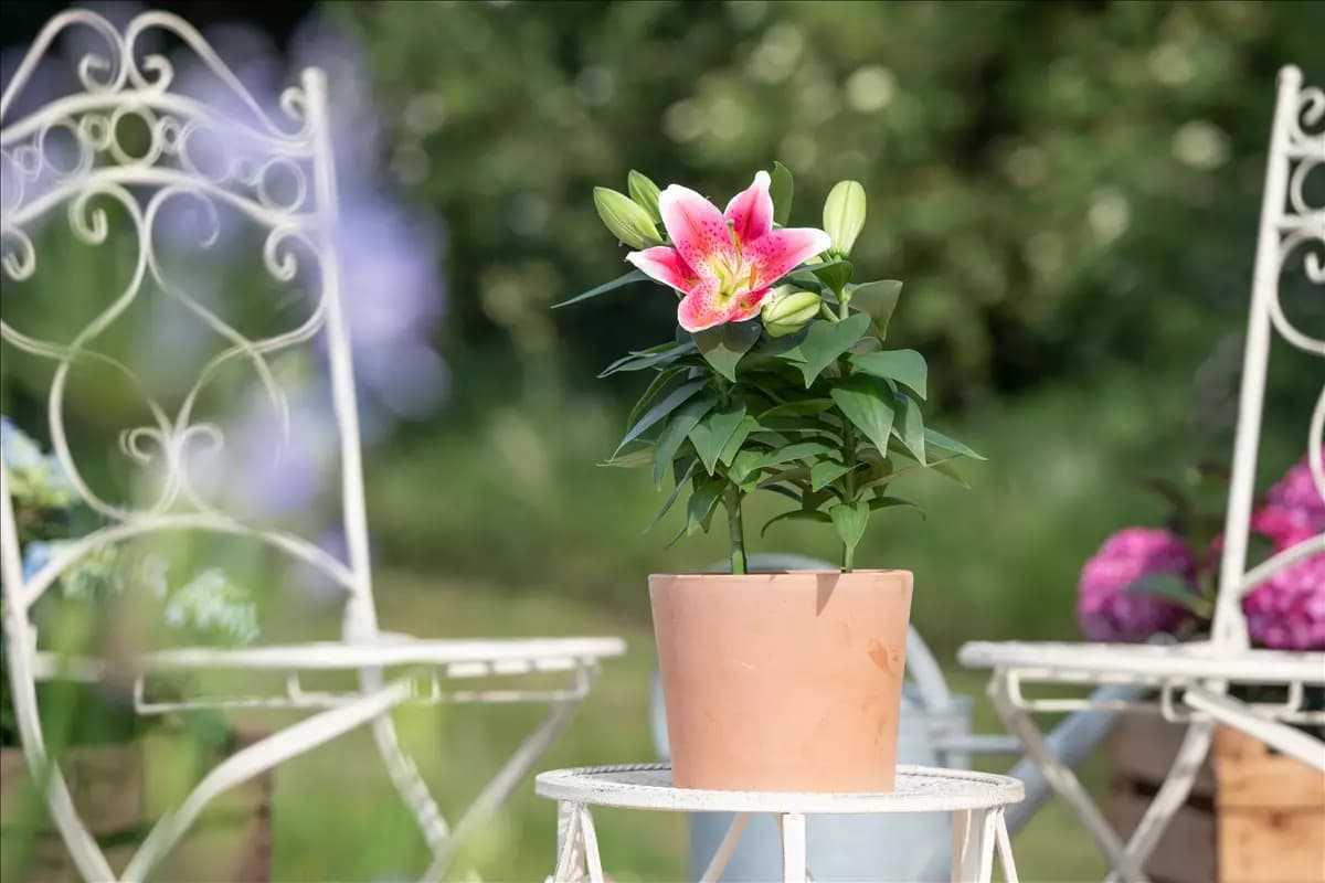 Blumentöpfe – raus aus dem Schuppen, rein in den Garten!