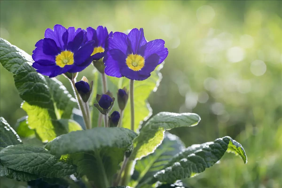 Das Staudenbeet im Frühling – Frühjahrsputz und bunte Blüten