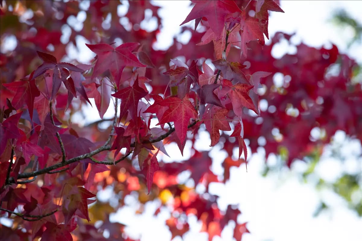 Der Herbst und seine bunte Farbenpracht der Laubgehölze