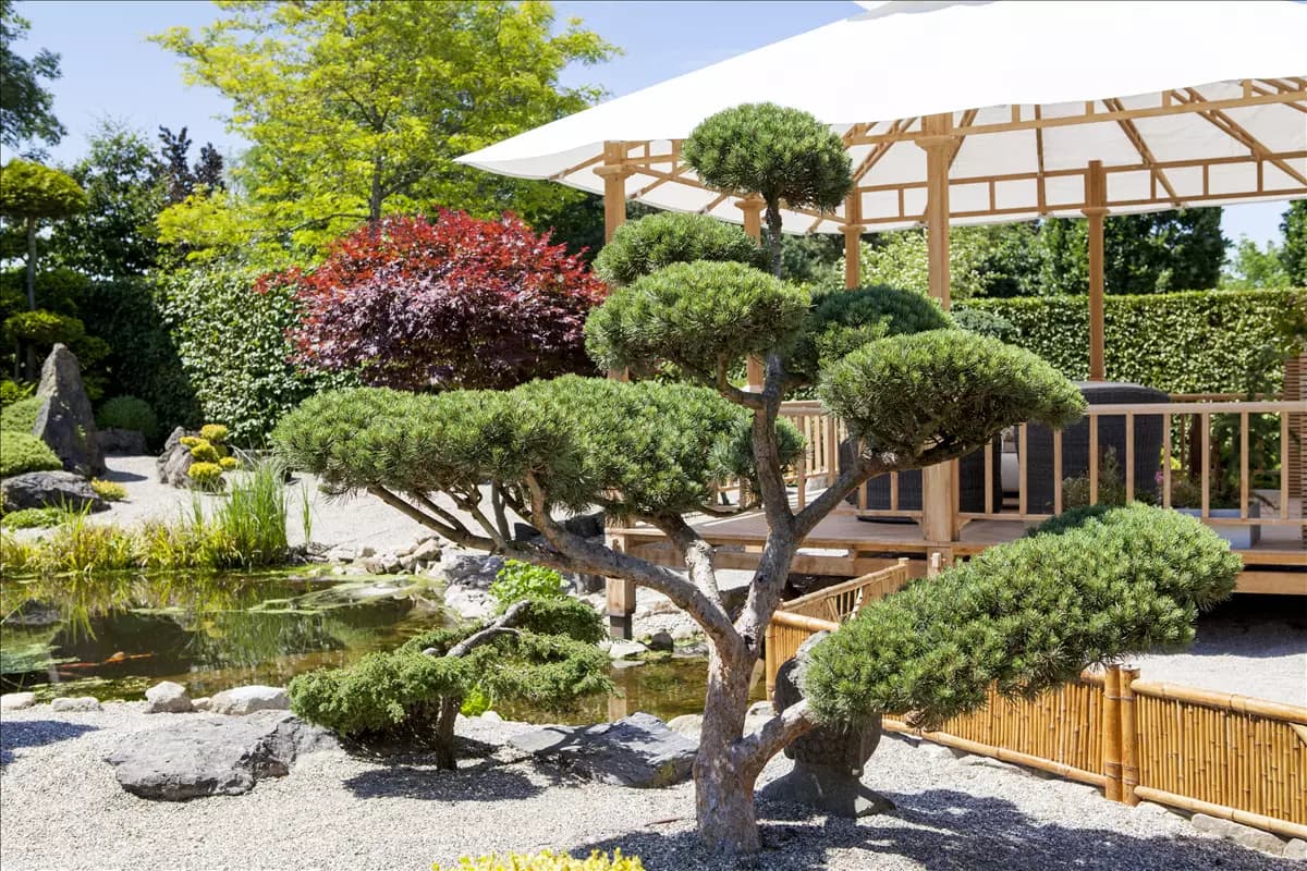 Ein Bonsai vereint Kunst und Natur auf einmalige Weise