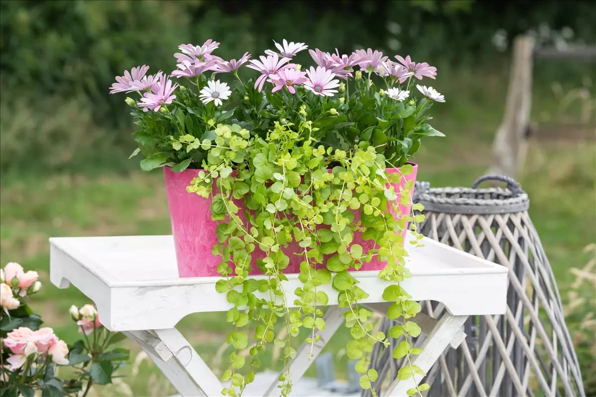 Gärtnern auf dem Balkon macht Spaß und fördert Kreativität!