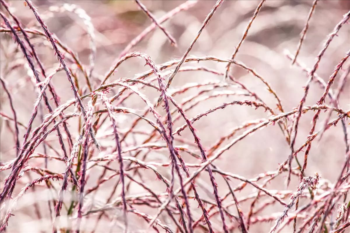 Gräser im Garten – farbenfrohe Vielfalt zu jeder Jahreszeit