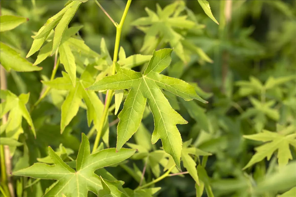 Liquidambar styraciflua 'Worplesdon' - Formgehölze Amberbaum 'Worplesdon'