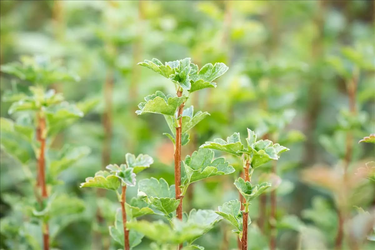 Ribes alpinum 'Schmidt' Alpen-Johannisbeere 'Schmidt'