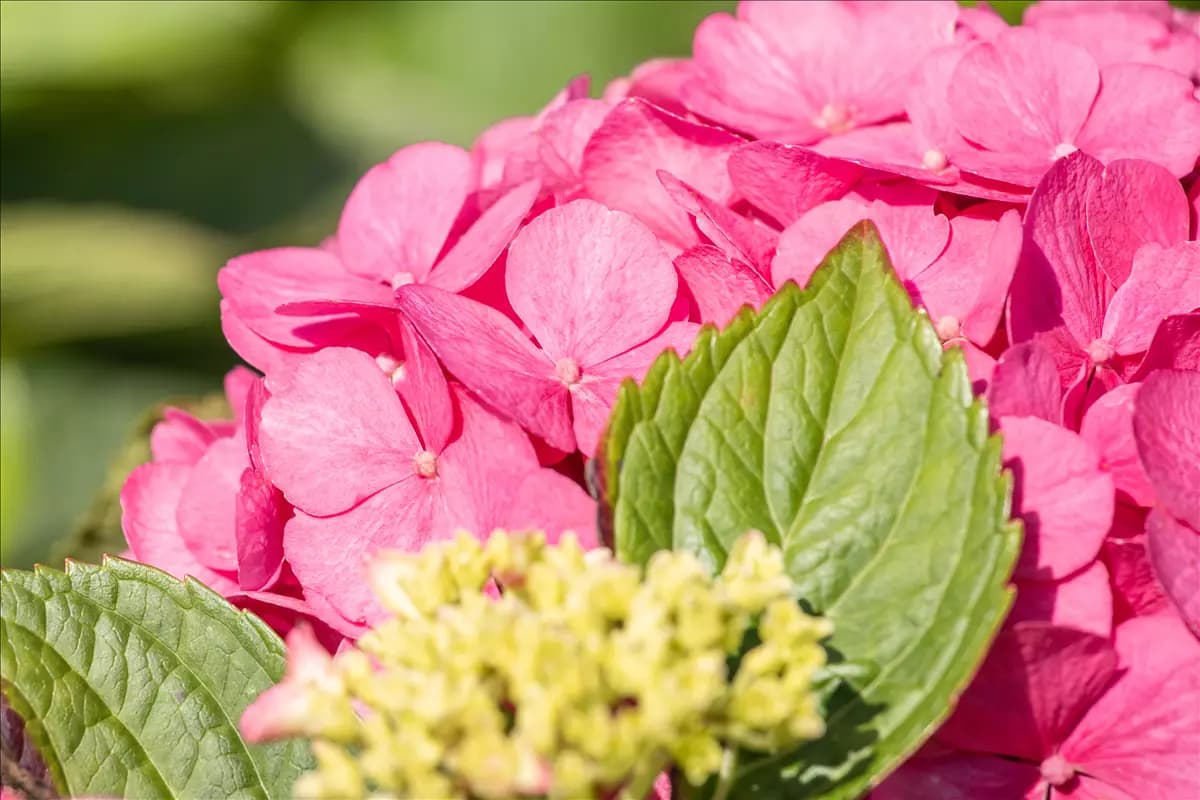 Hydrangea macrophylla 'Bouquet Rose' Bauernhortensie 'Bouquet Rose'