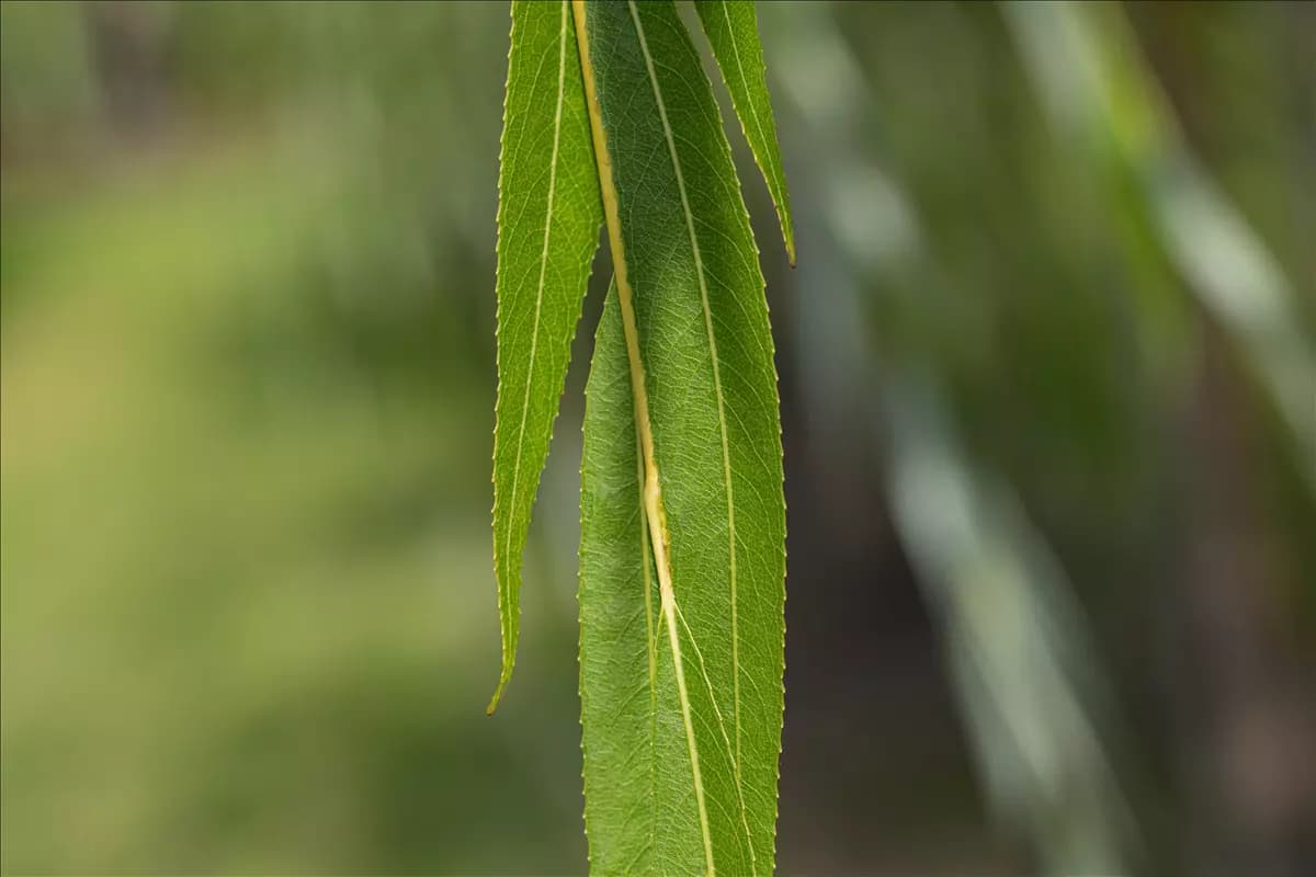 Salix alba Silberweide