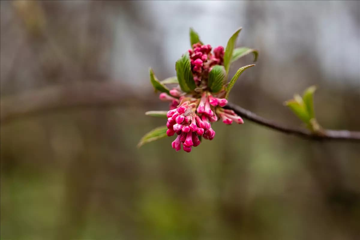 Viburnum bodnantense 'Dawn' Winterschneeball 'Dawn'