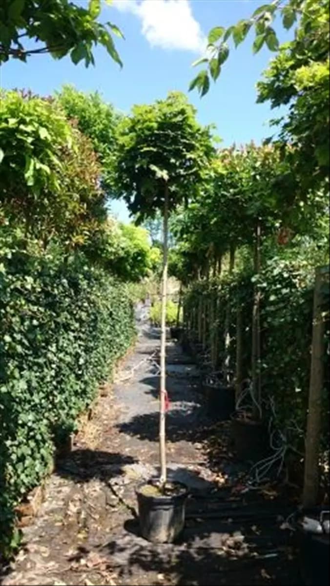 Acer platanoides 'Globosum' Kugelahorn 'Globosum'