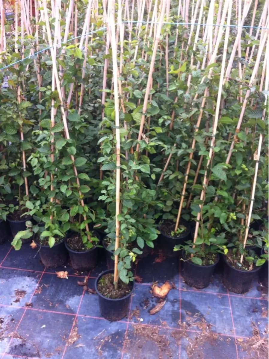 Carpinus betulus - Heckenpflanzen Hainbuche,Weißbuche