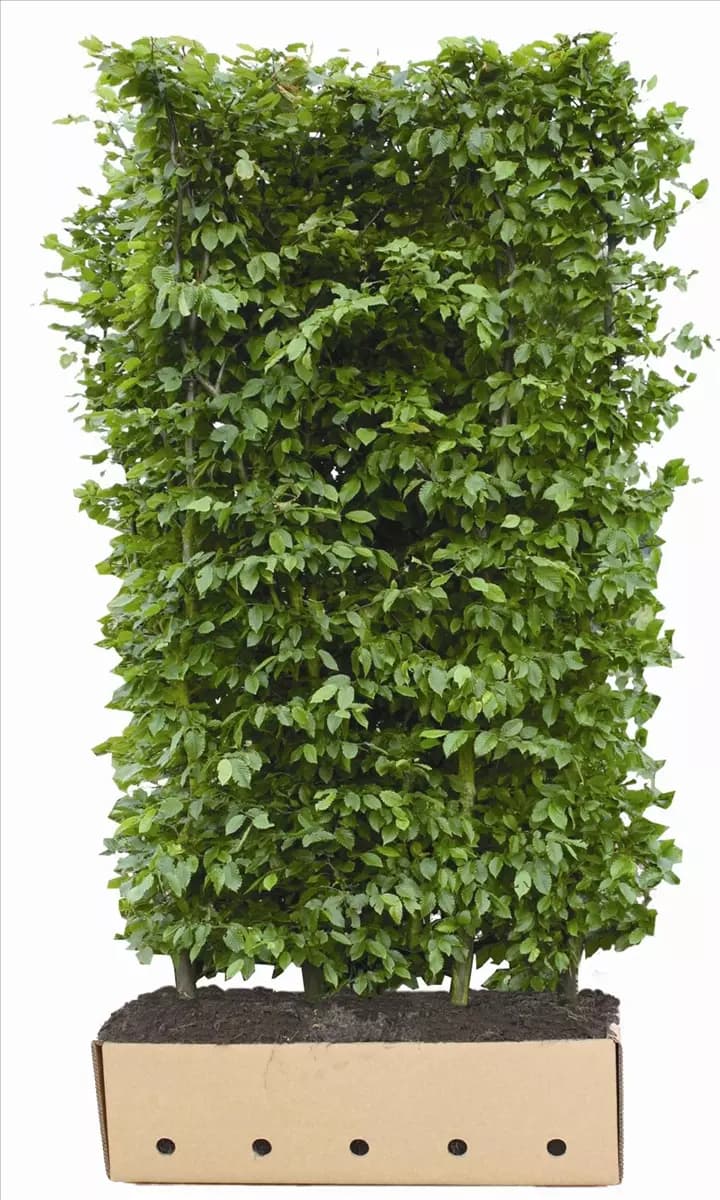 Carpinus betulus - Heckenelemente Hainbuche,Weißbuche