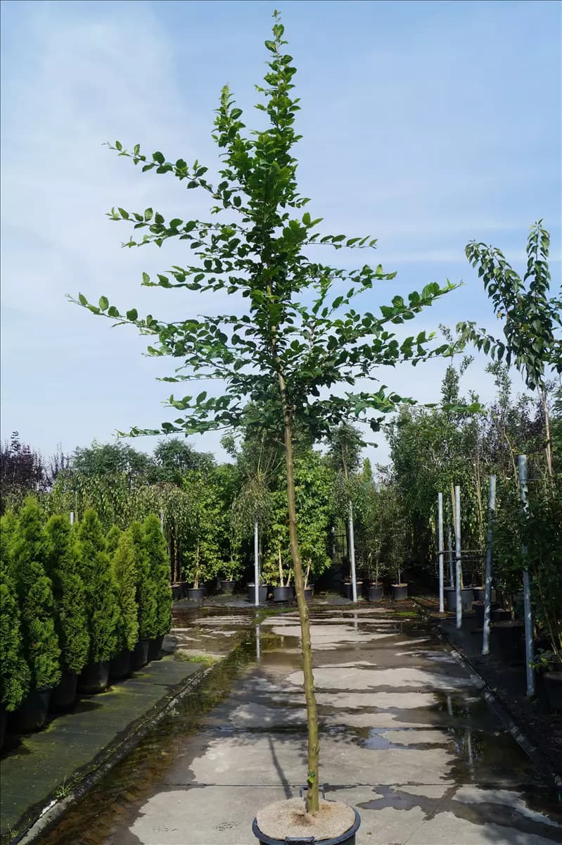 Carpinus betulus - Baum Hainbuche,Weißbuche