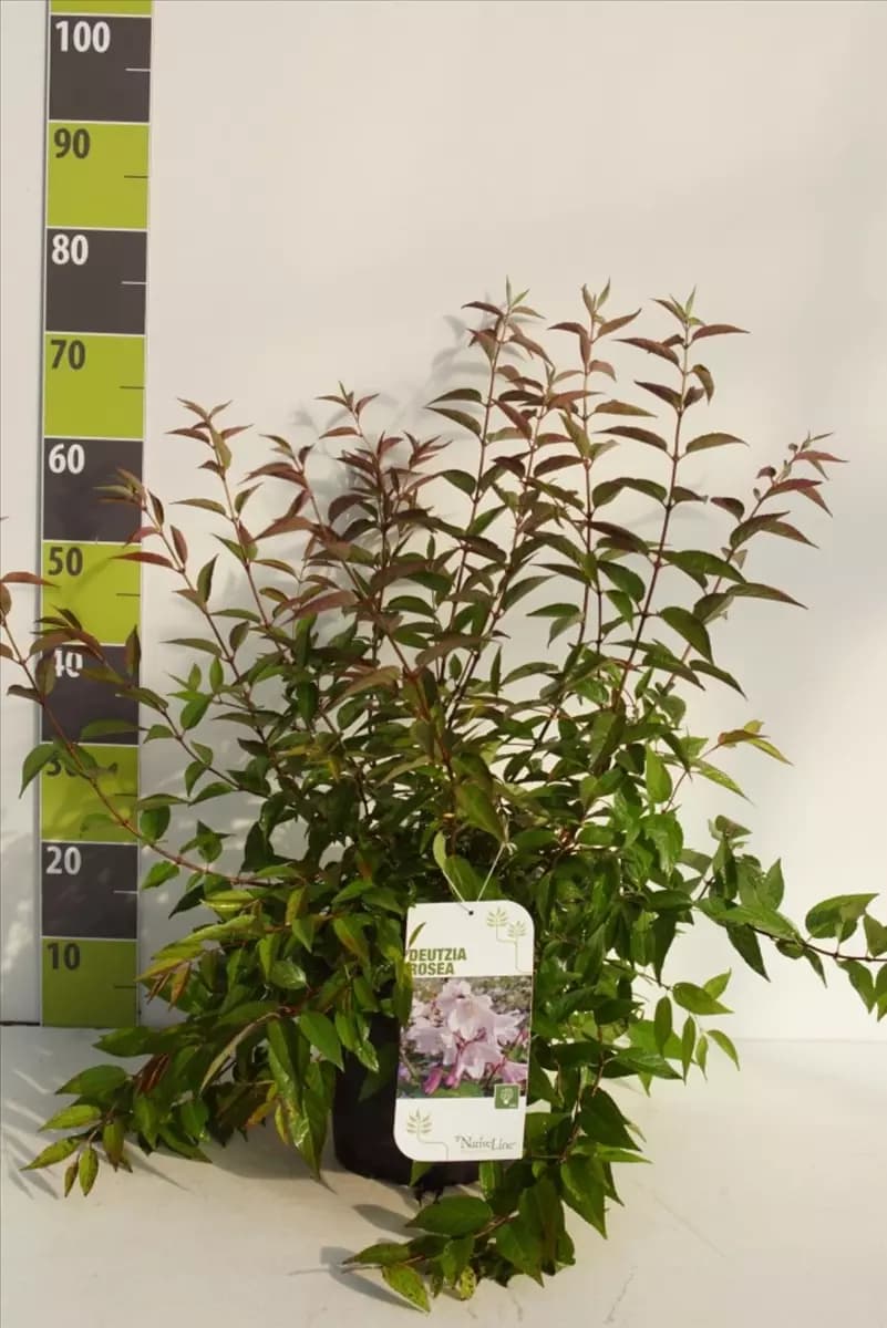 Deutzia hybrida 'Mont Rose' - Wildgehölze Rosendeutzie