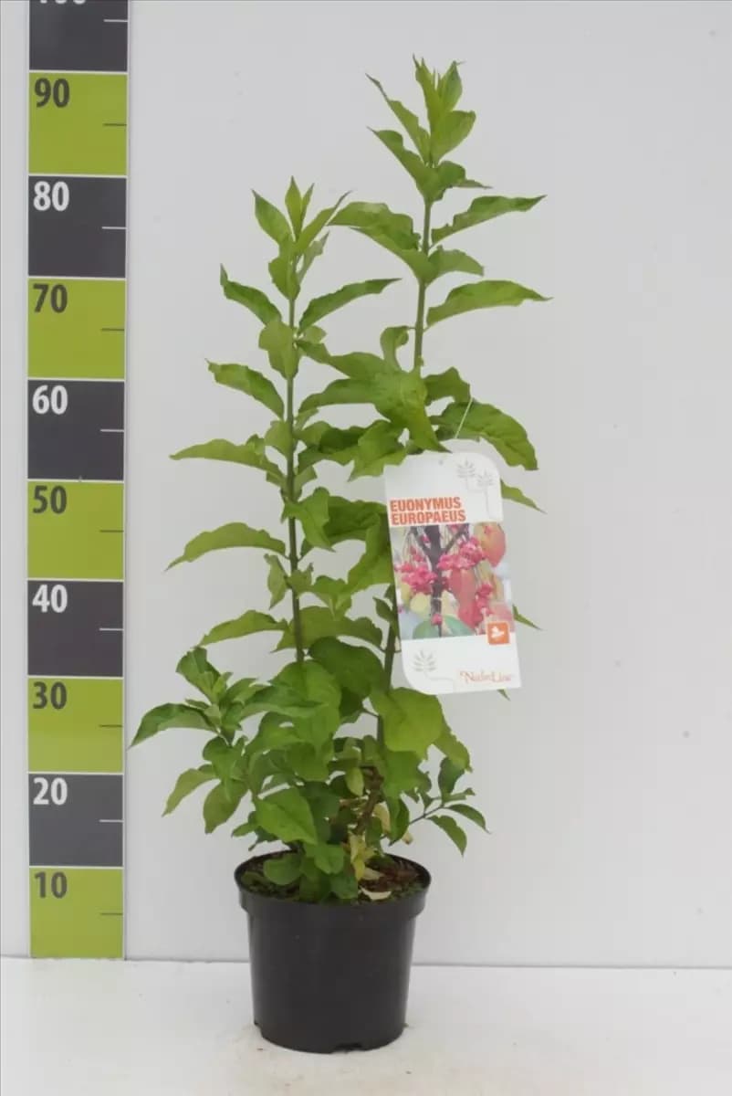 Euonymus europaeus - Wildgehölze Pfaffenhütchen
