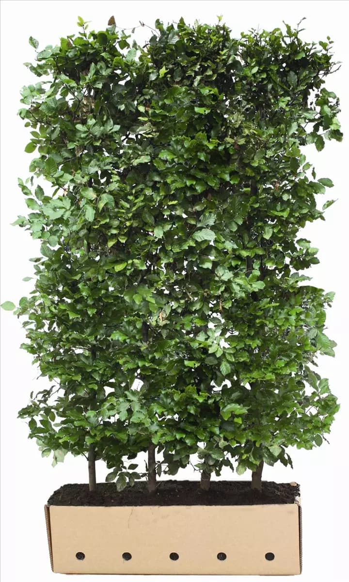 Fagus sylvatica - Heckenelemente Rotbuche