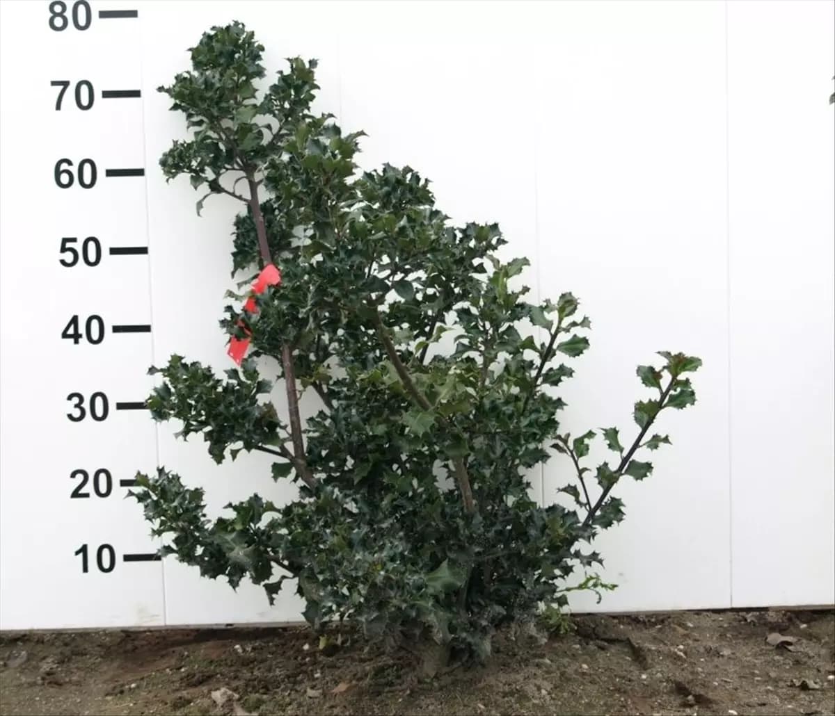 Ilex meserveae 'Blue Angel' -R- Stechpalme 'Blue Angel' -R-