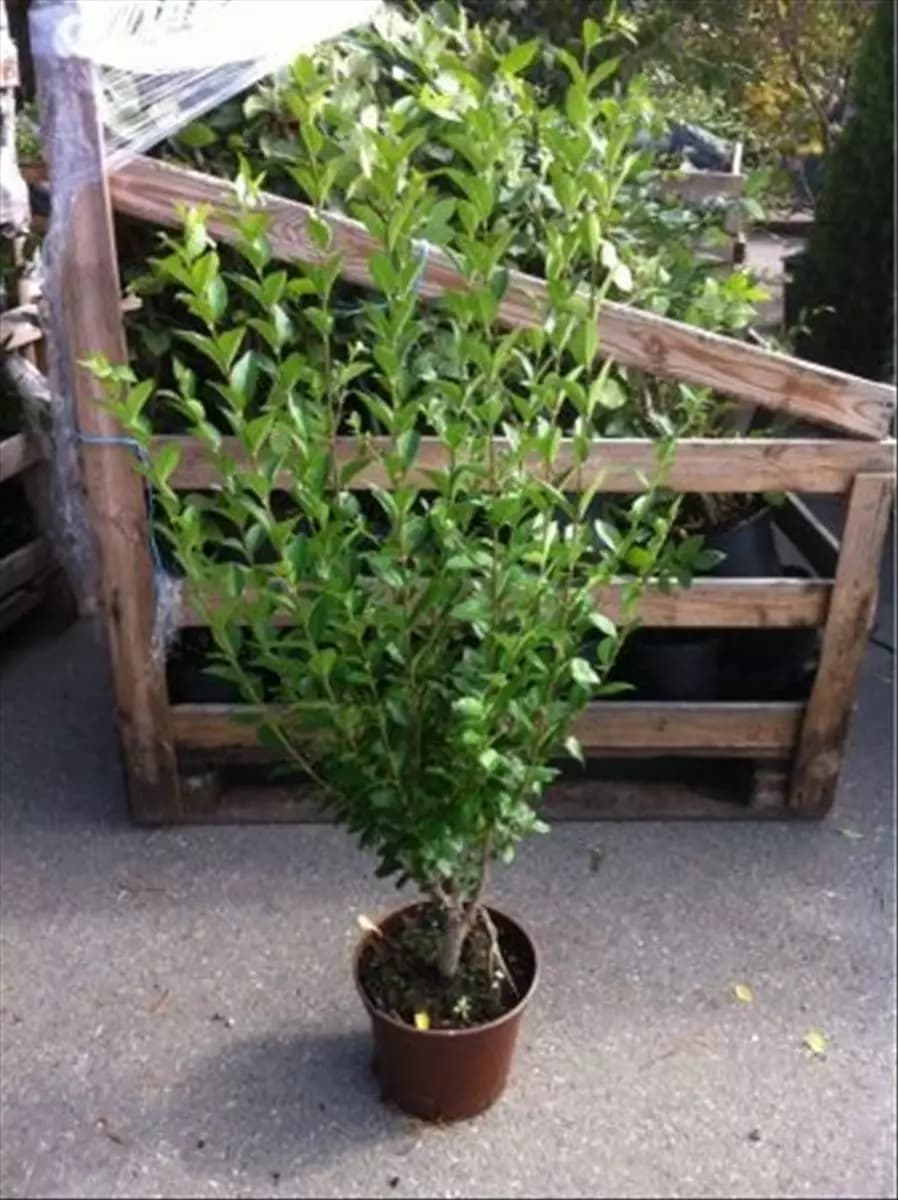 Ligustrum ovalifolium - Heckenpflanzen Ovalblättr.Liguster