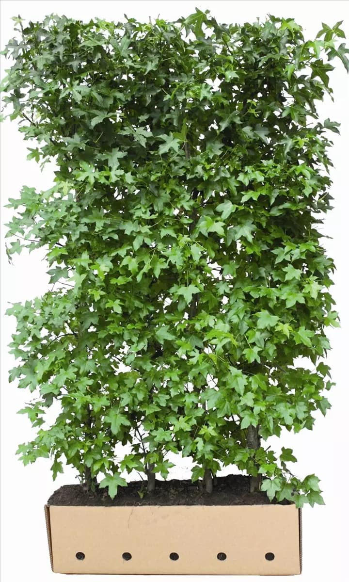 Liquidambar styraciflua - Heckenelemente Amerikanischer Amberbaum