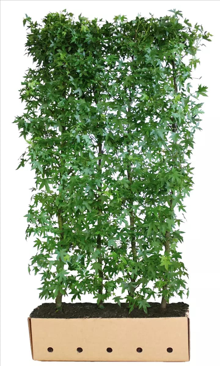 Liquidambar styraciflua 'Worplesdon' - Heckenelemente Amberbaum 'Worplesdon'