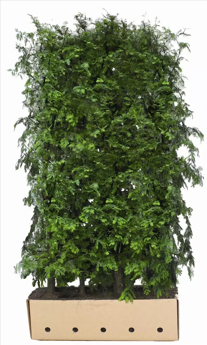 Metasequoia glyptostroboides Chinesisches Rotholz