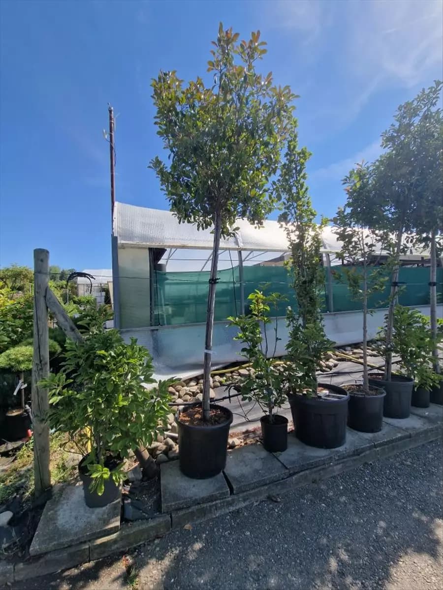 Photinia fraseri 'Red Robin' - Baum Glanzmispel 'Red Robin'