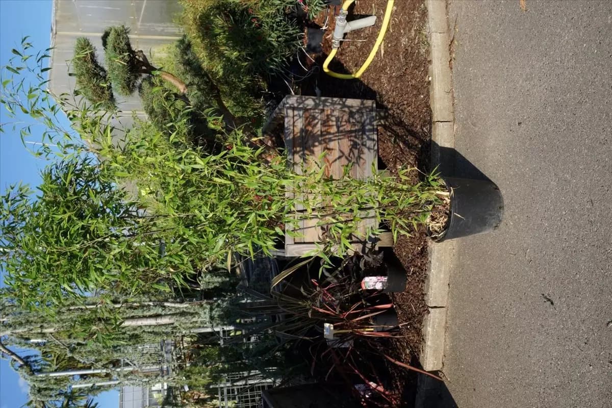 Phyllostachys nigra Schwarzrohrbambus