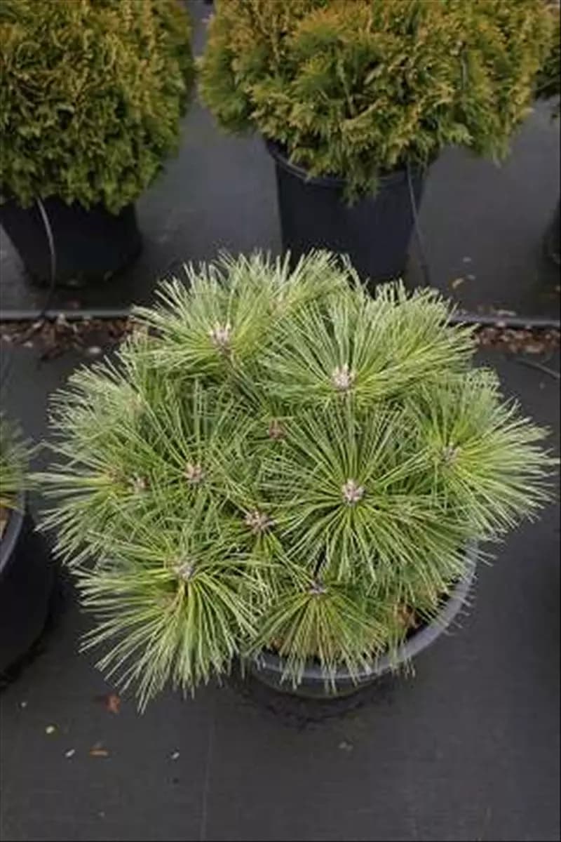 Pinus nigra 'Globosa' Zwerg-Schwarzkiefer 'Globosa'