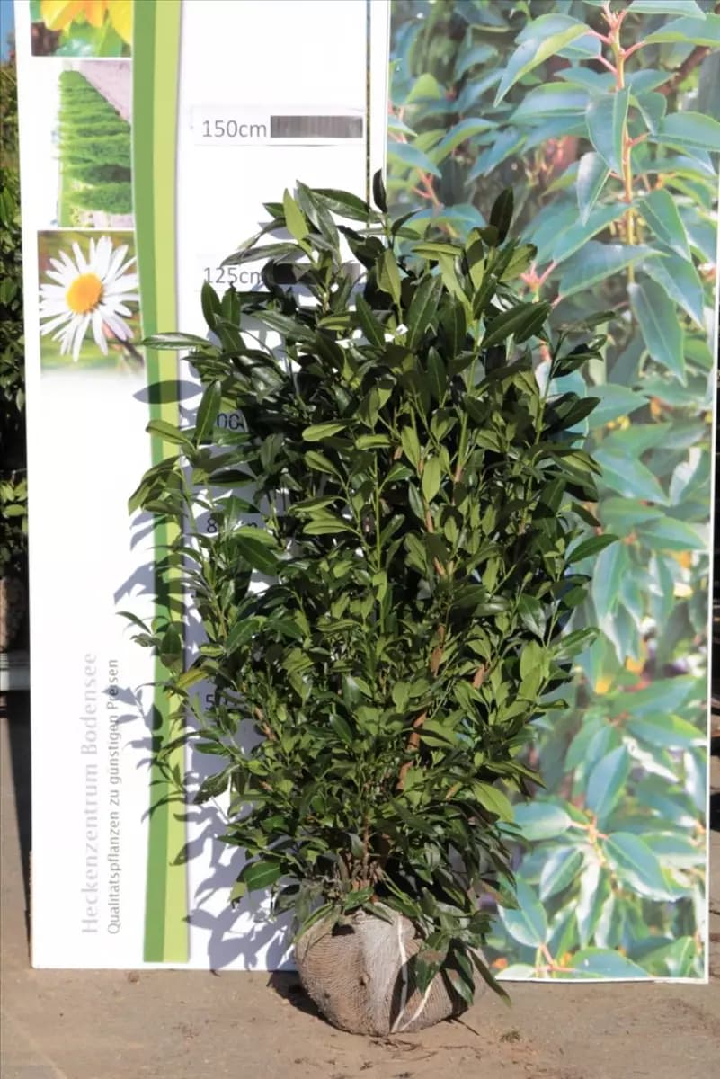 Prunus lauroc.'Herbergii' - Heckenpflanzen Aufrechte Lorbeerkirsche 'Herbergii'