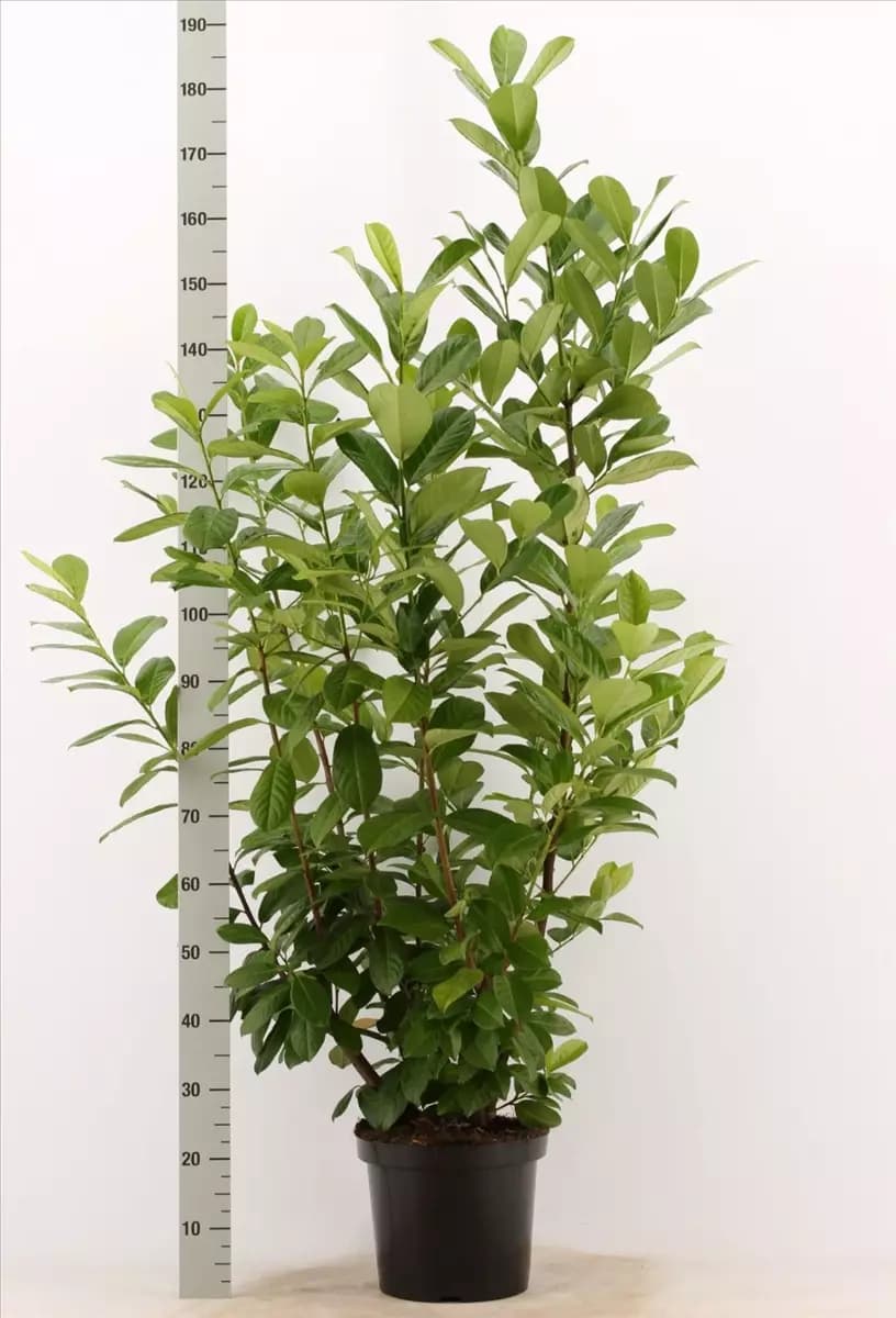 Prunus lauroc.'Novita' - Heckenpflanzen Kirschlorbeer 'Novita'