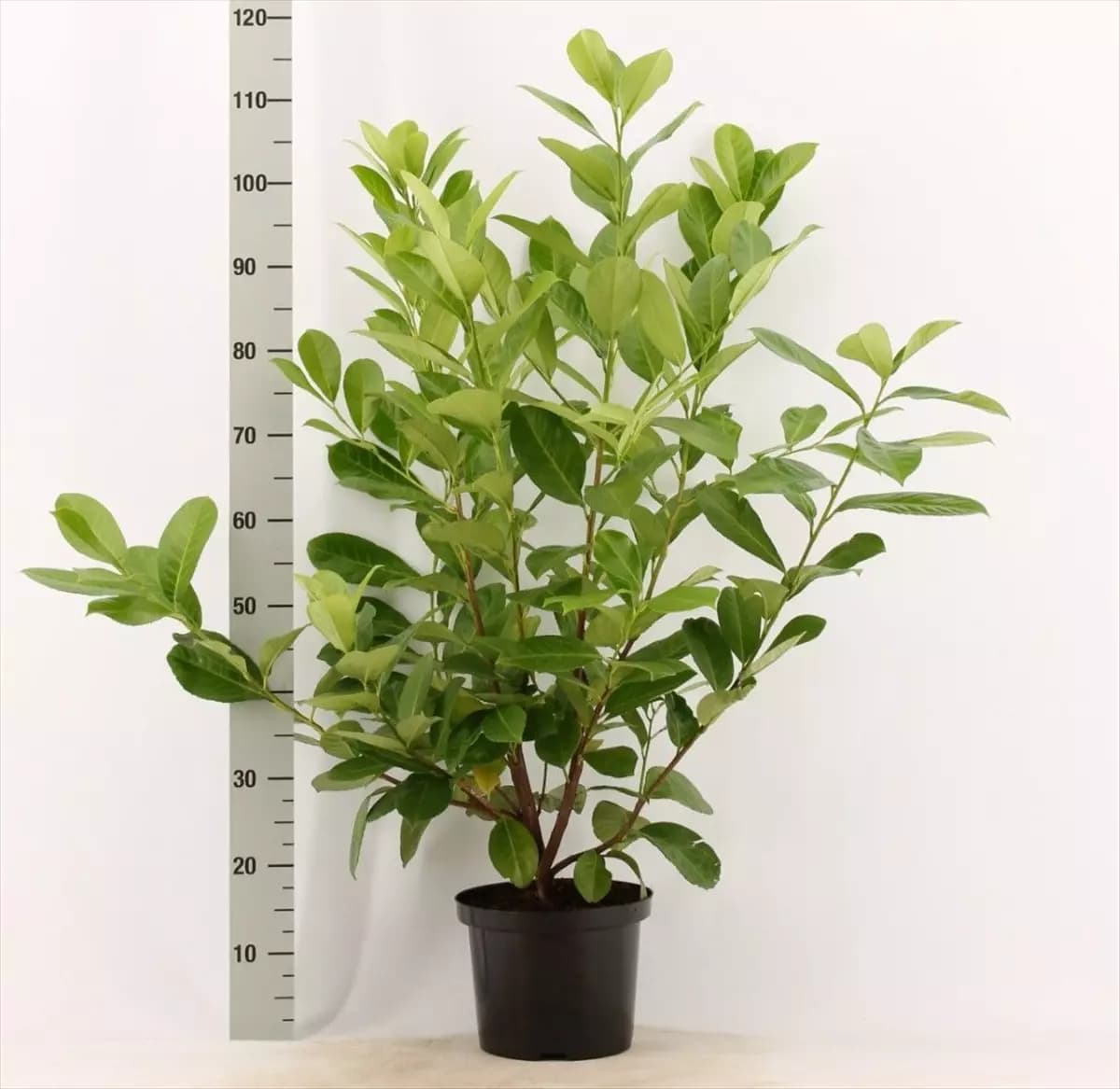 Prunus lauroc.'Rotundifolia' Lorbeerkirsche 'Rotundifolia'