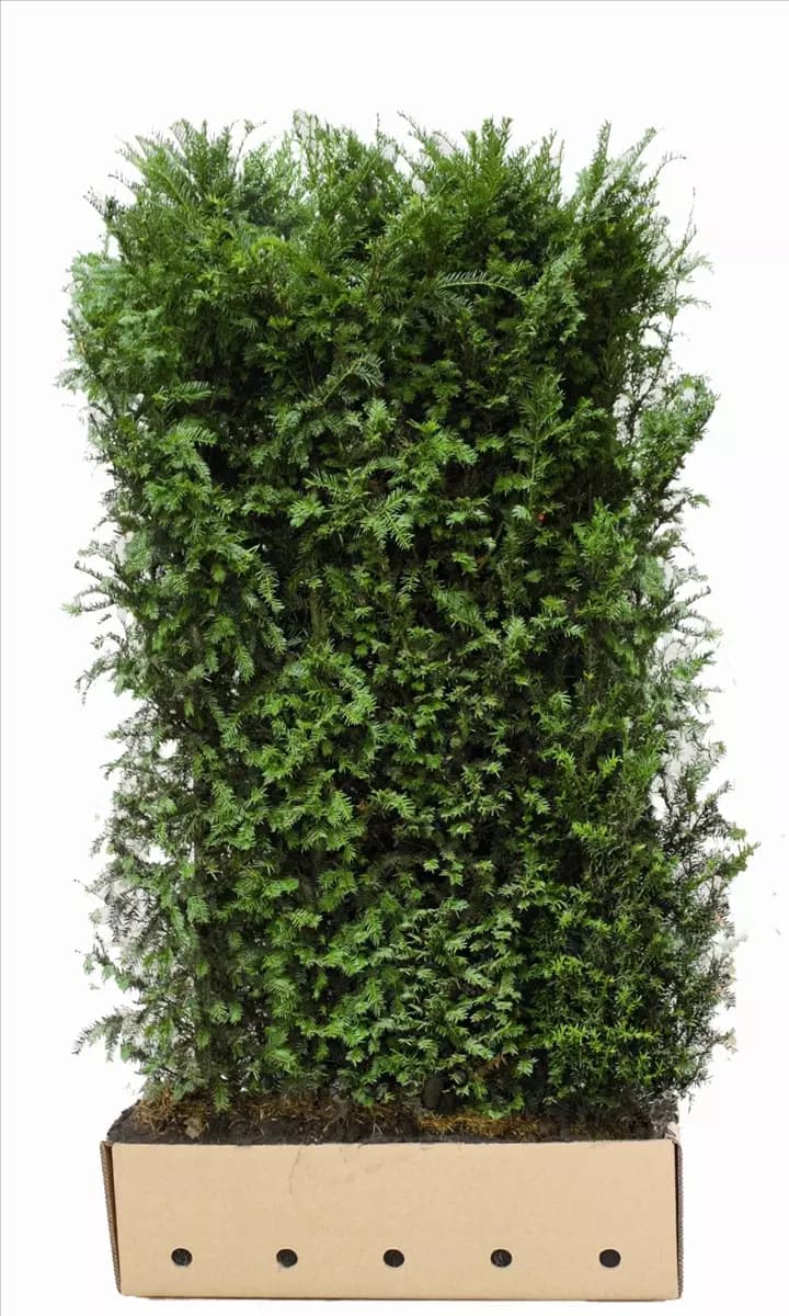 Taxus baccata - Heckenelemente Heimische Eibe