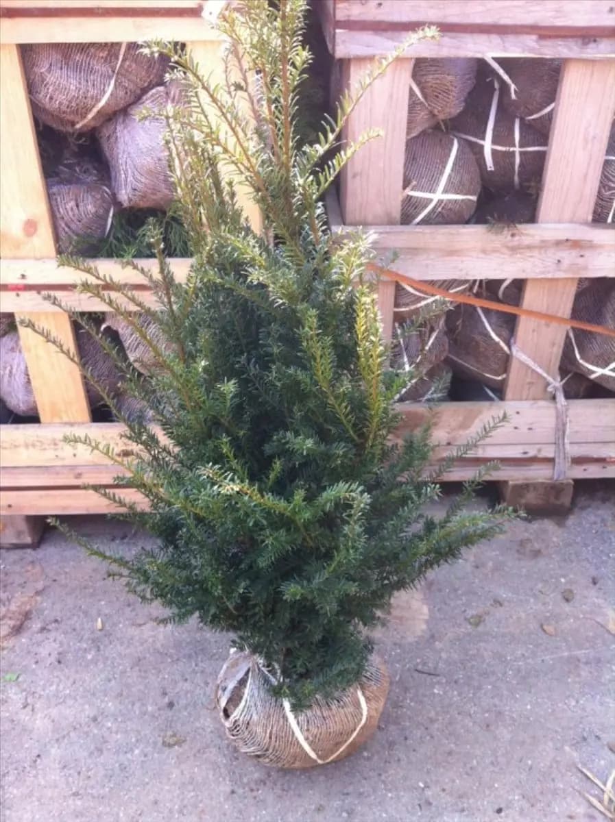 Taxus baccata - Heckenpflanzen Heimische Eibe