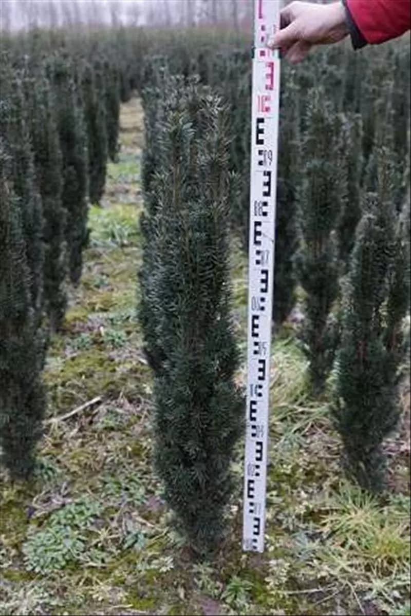 Taxus baccata 'Fastigiata Robusta' Schmale Säuleneibe