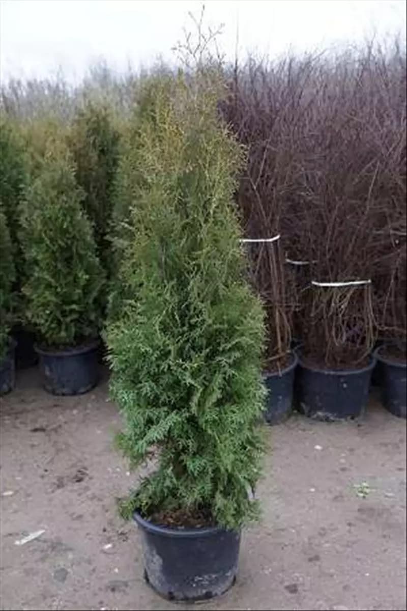 Thuja occidentalis 'Columna' Säulen-Lebensbaum