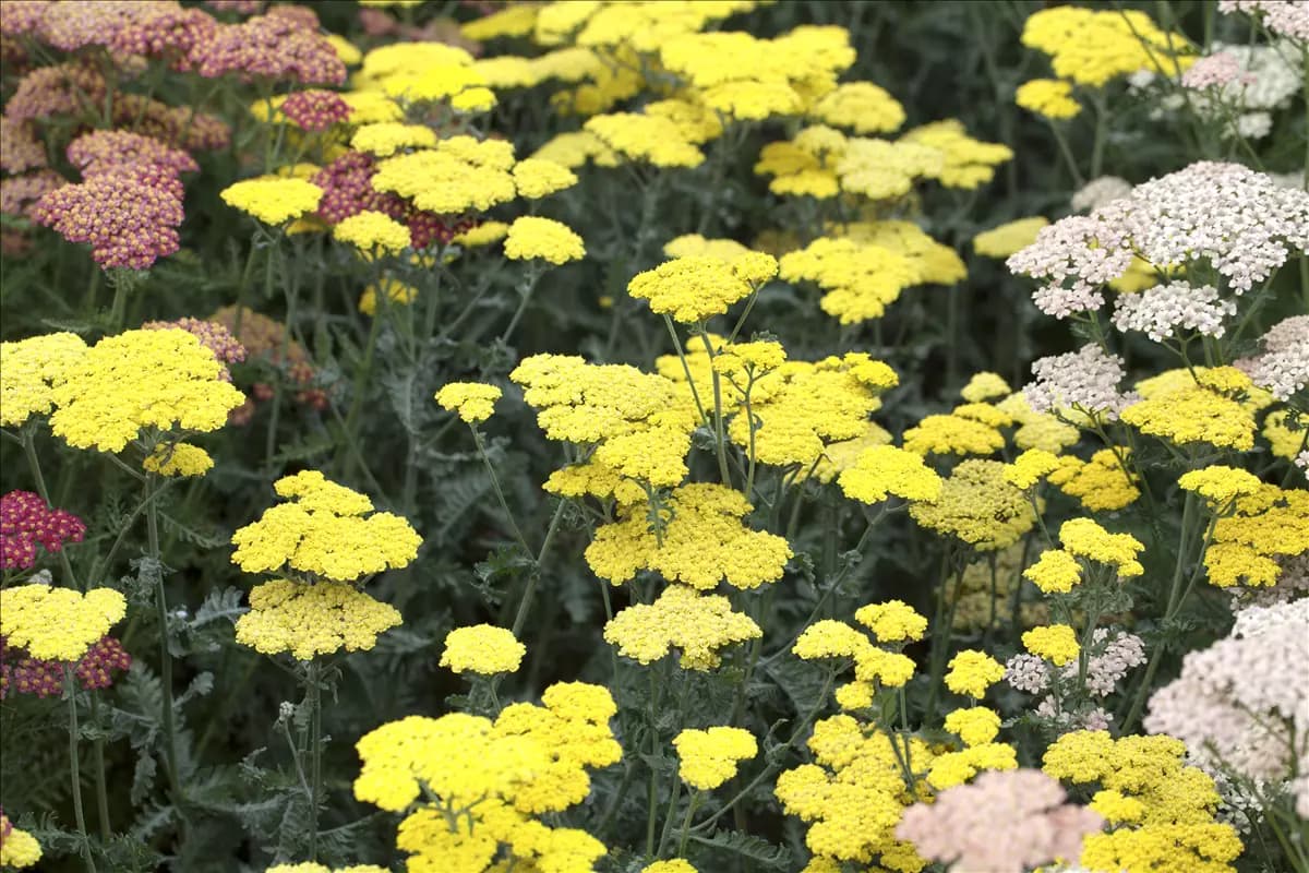 Achillea clypeolata 'Moonshine' Garten-Goldquirl-Garbe