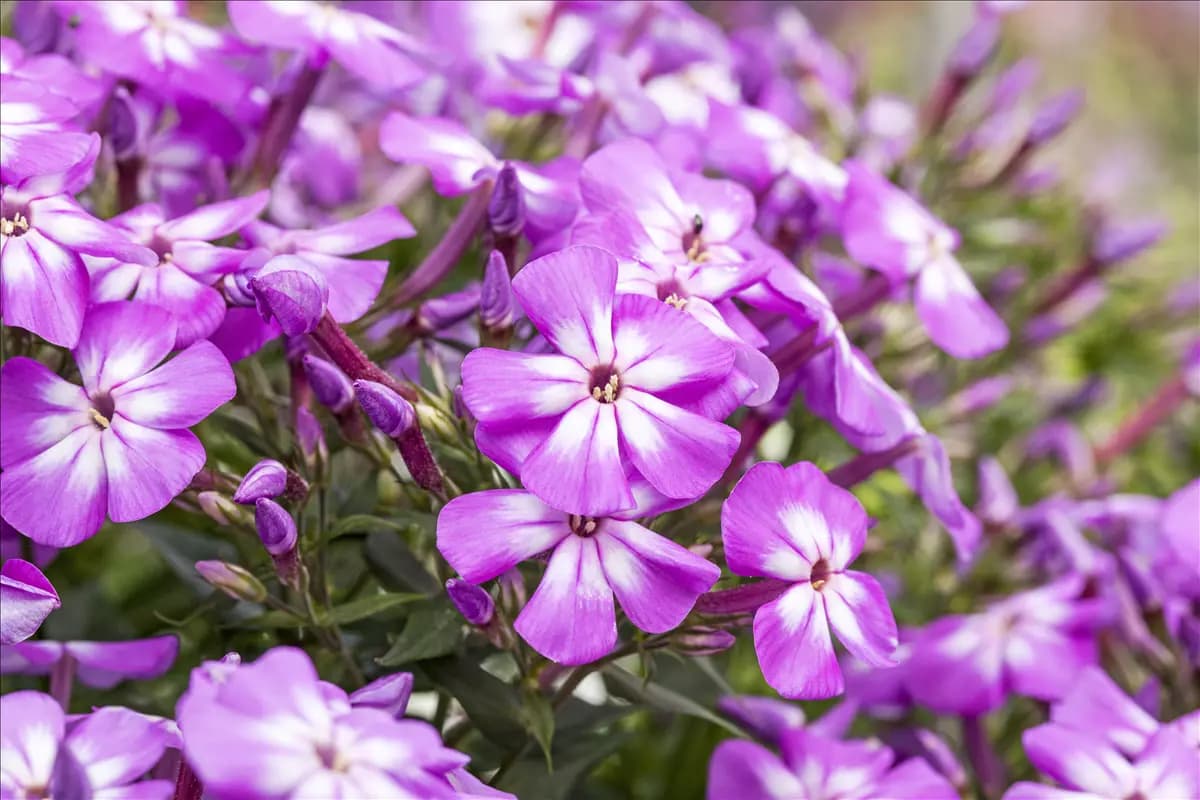 Flammenblumen lassen Ihren Garten in Farben baden